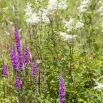 Image of wildflowers at Penryn Campus