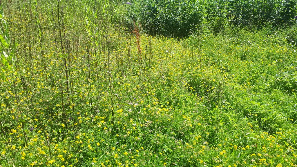 Wildflowers in the cob shed field at Penryn Campus