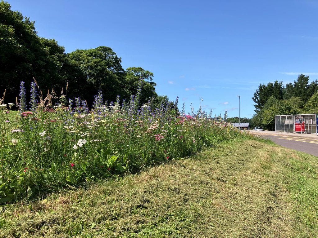 image showing an area of wildflower planting in bloom near the bus stops at Penryn University Campus. The purple, blue and white flowers have mown grass in front of them.