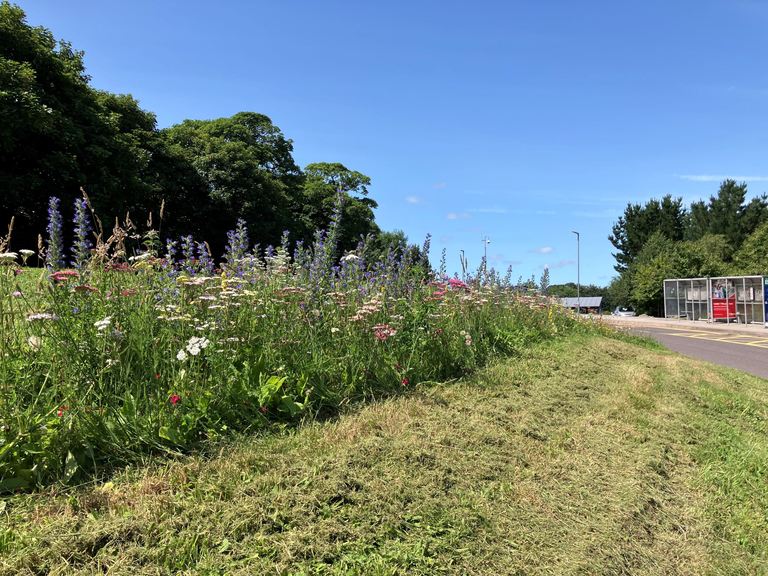 Growing Wildflower Spaces at Penryn Campus