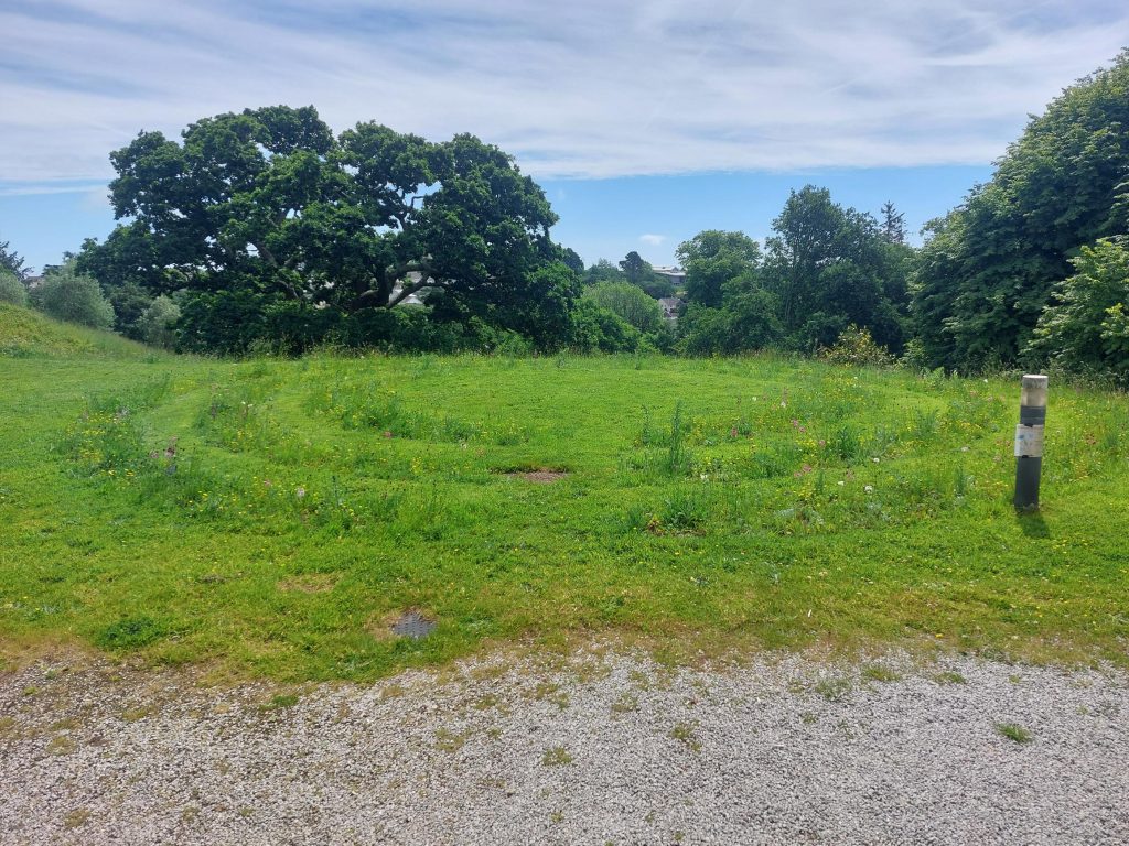 Image of the wildflower circles planted in the grass near Peter Lanyon building at Penryn University Campus 