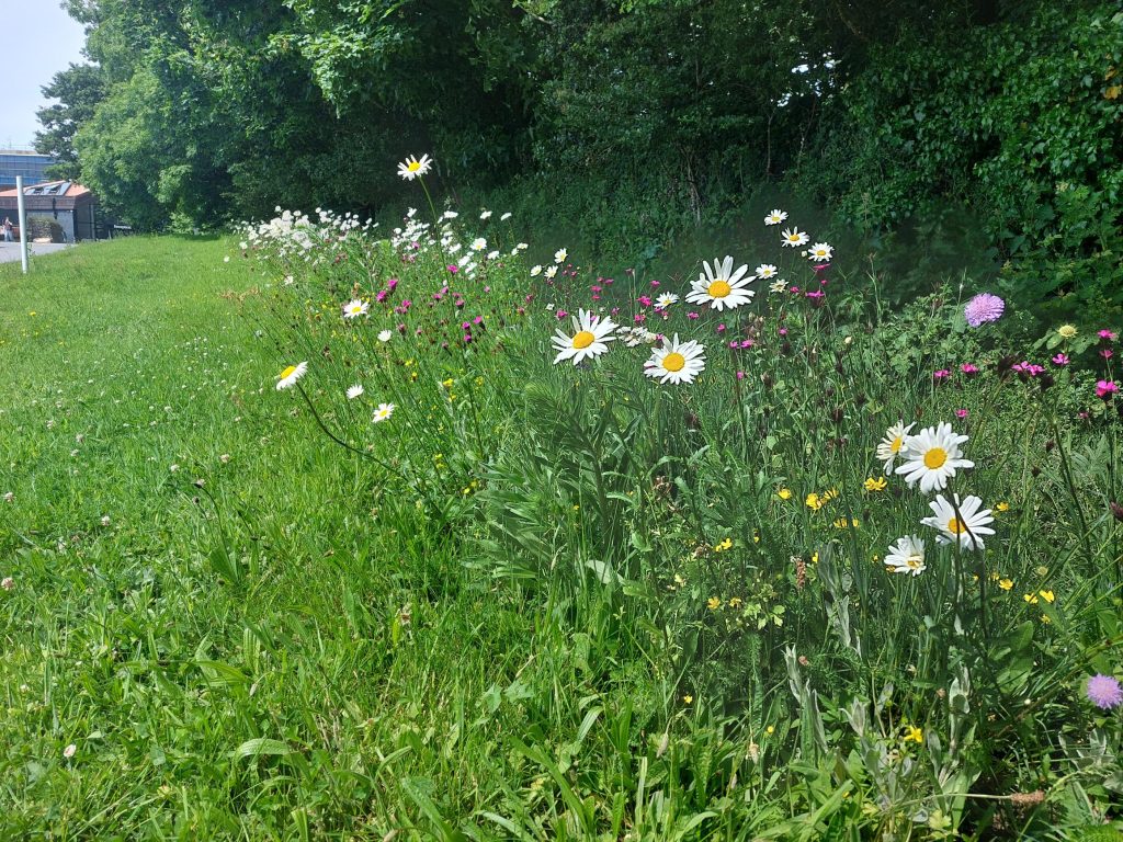 Image of the white and purple wildflowers planted near Porters to Reception on Penryn University Campus