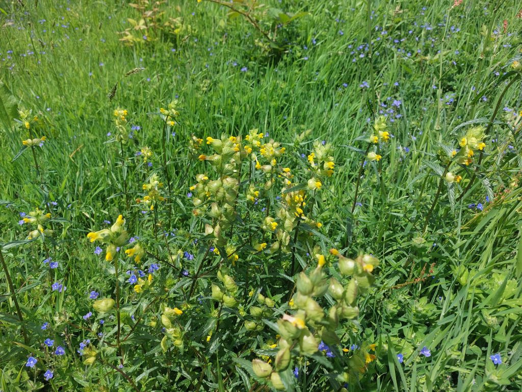 An image of the Yellow Rattle and blue wildflowers in bloom near Lime Avenue on Penryn University Campus.